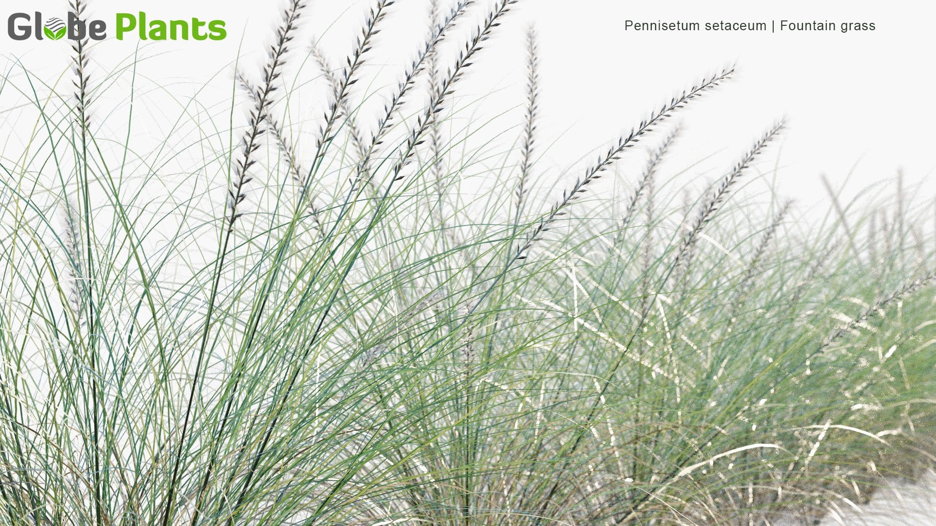 Pennisetum Setaceum - Fountain Grass (3D Model)