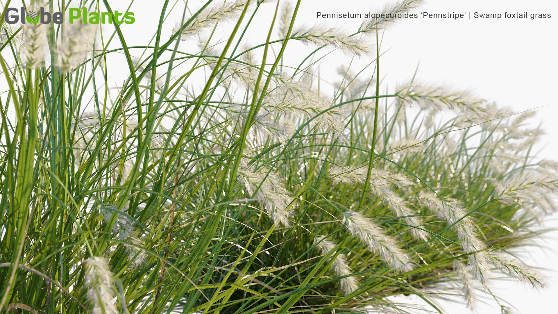 Pennisetum Alopecuroides 'Pennstripe' - Swamp Foxtail Grass