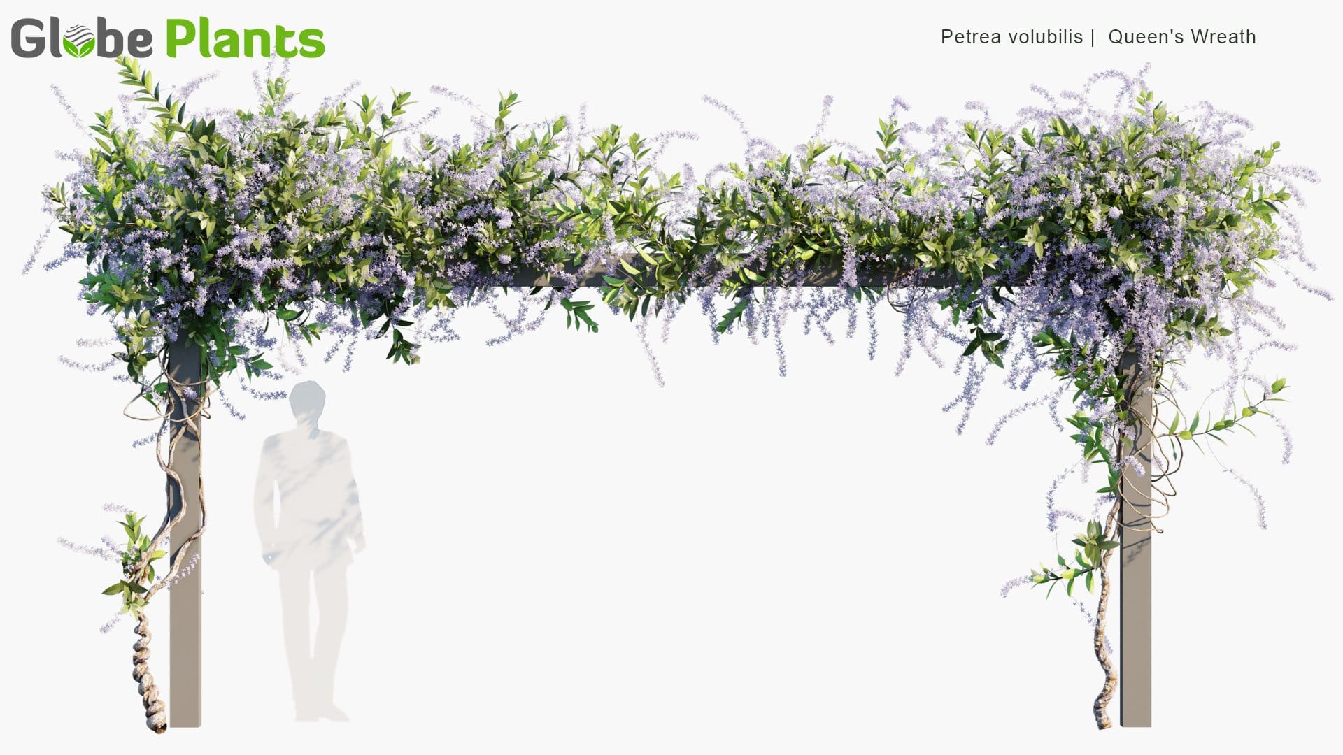 Petrea Volubilis - Queen's Wreath (3D Model)