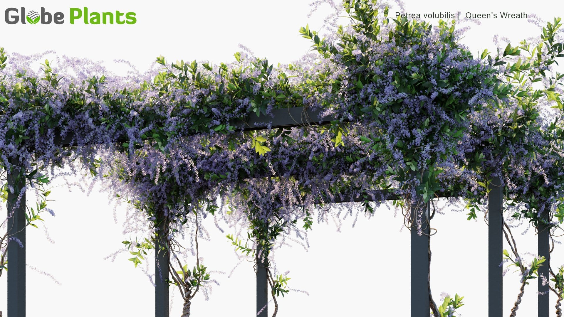 Petrea Volubilis - Queen's Wreath (3D Model)