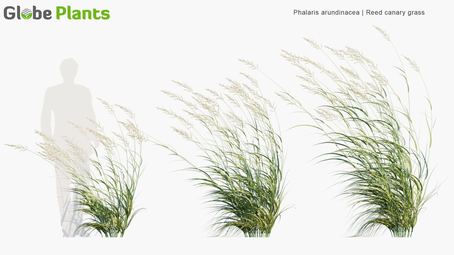 Phalaris Arundinacea - Reed Canary Grass, Gardener's-Garters, Alpiste Roseau, Rohrglanzgras, Kusa-Yoshi, Caniço-Malhado, Hierba Cinta, Pasto Cinto (3D Model)