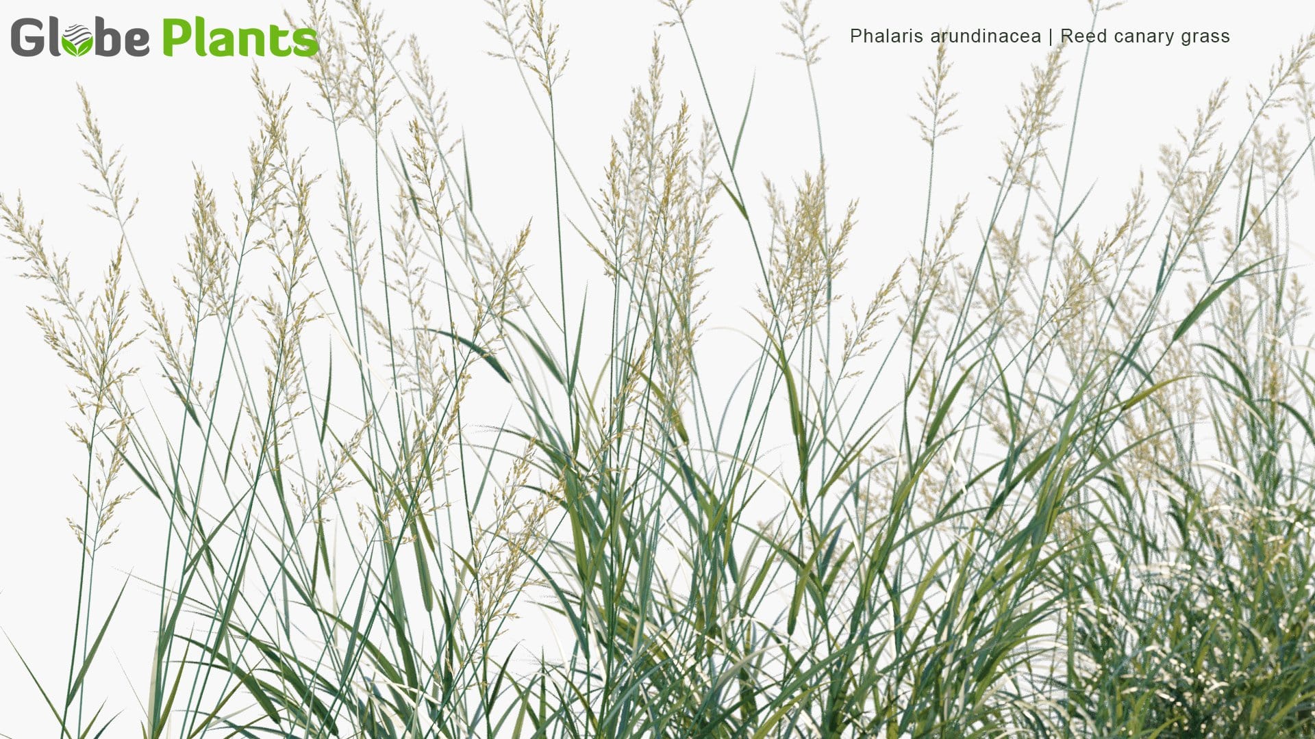 Phalaris Arundinacea - Reed Canary Grass, Gardener's-Garters, Alpiste Roseau, Rohrglanzgras, Kusa-Yoshi, Caniço-Malhado, Hierba Cinta, Pasto Cinto (3D Model)