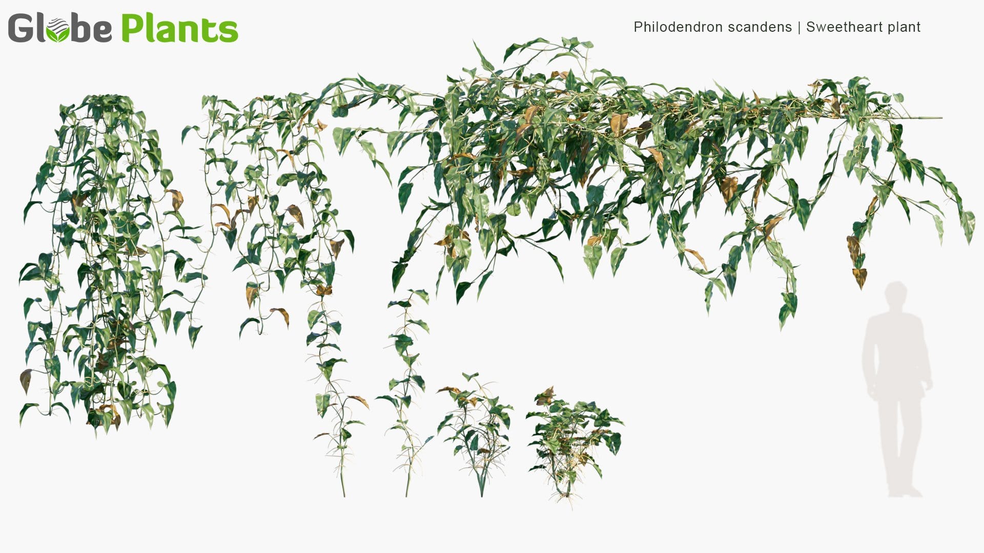 Philodendron Scandens - Sweetheart (3D Model)