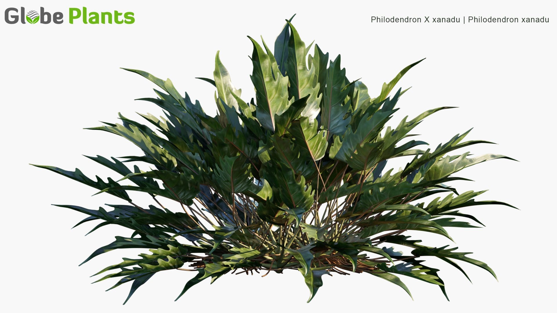Philodendron X Xanadu - Philodendron Xanadu (3D Model)