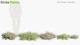 Load image into Gallery viewer, Phlox Subulata - Creeping Phlox, Moss Phlox, Moss Pink, Mountain Phlox