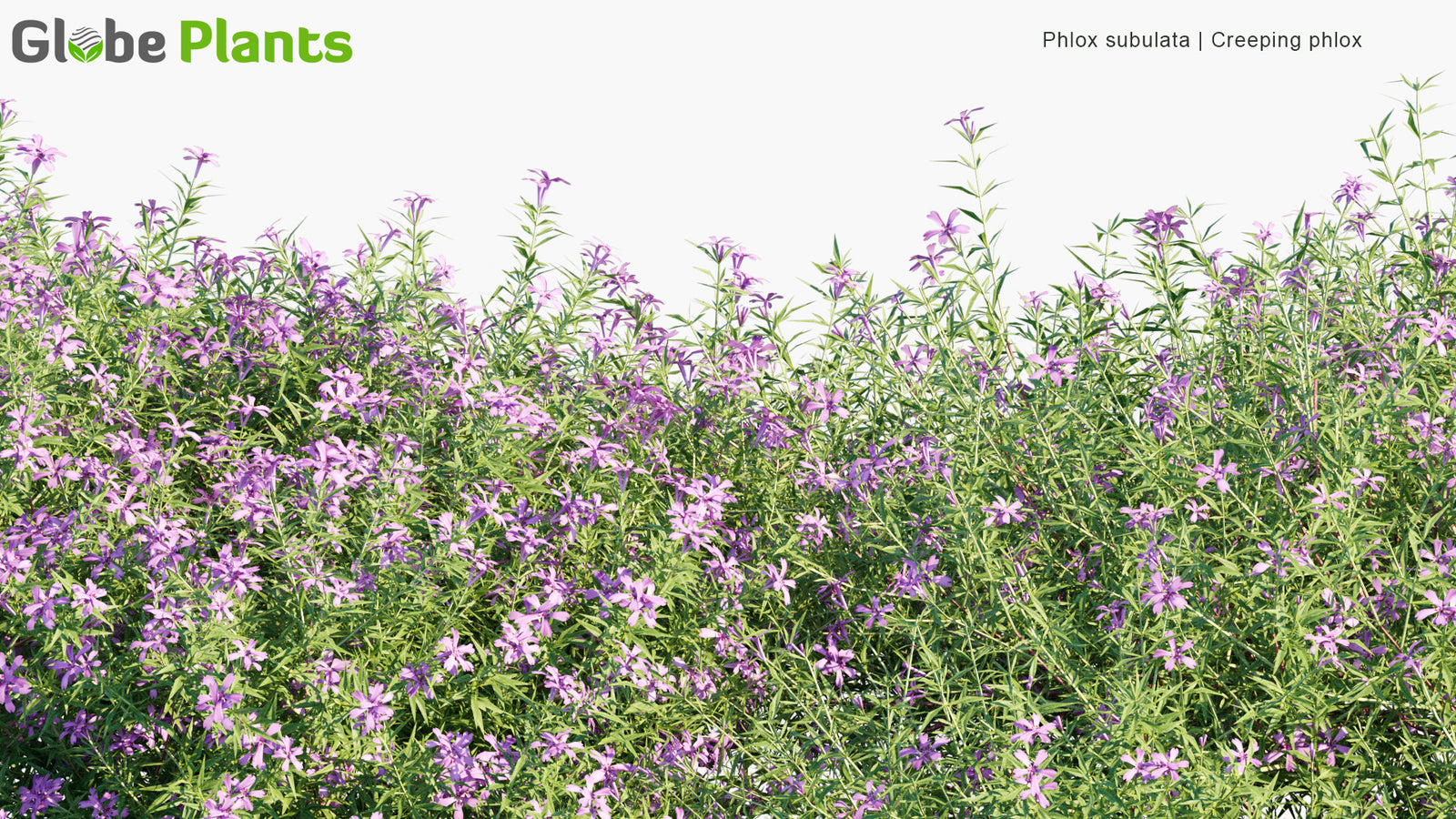 Phlox Subulata 3D Model | Creeping Phlox | Globe Plants