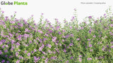 Load image into Gallery viewer, Phlox Subulata - Creeping Phlox, Moss Phlox, Moss Pink, Mountain Phlox