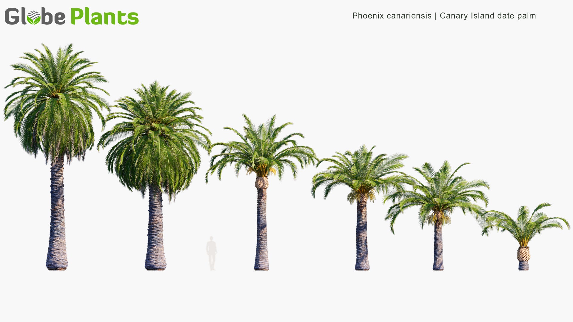 Phoenix Canariensis - Canary Island Date Palm, Pineapple Palm