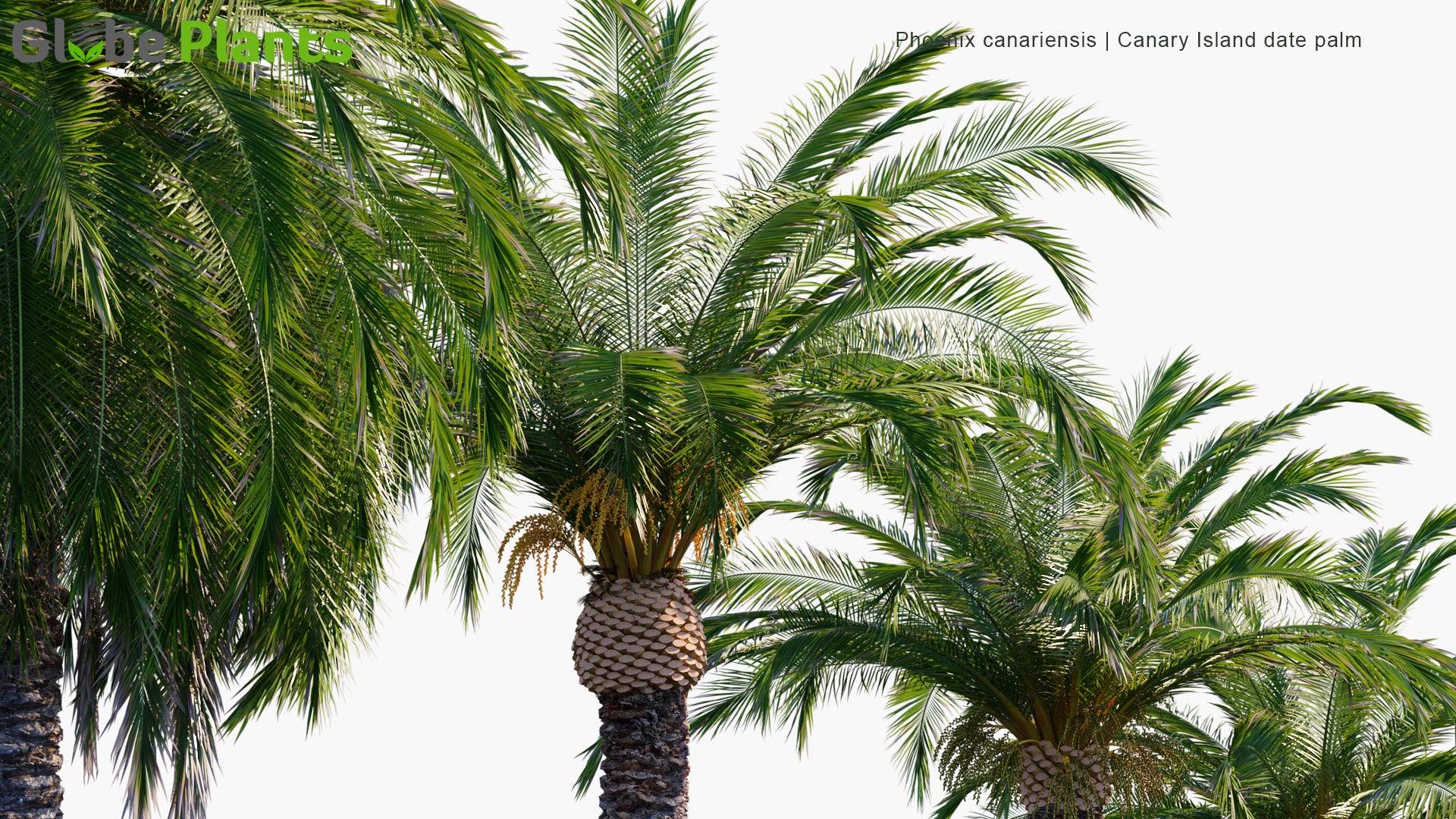 Phoenix Canariensis - Canary Island Date Palm, Pineapple Palm