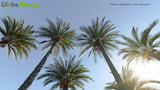 Load image into Gallery viewer, Phoenix Dactylifera - True Date Palm (3D Model)