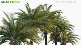 Load image into Gallery viewer, Phoenix Dactylifera - True Date Palm (3D Model)