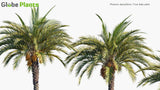 Load image into Gallery viewer, Phoenix Dactylifera - True Date Palm (3D Model)