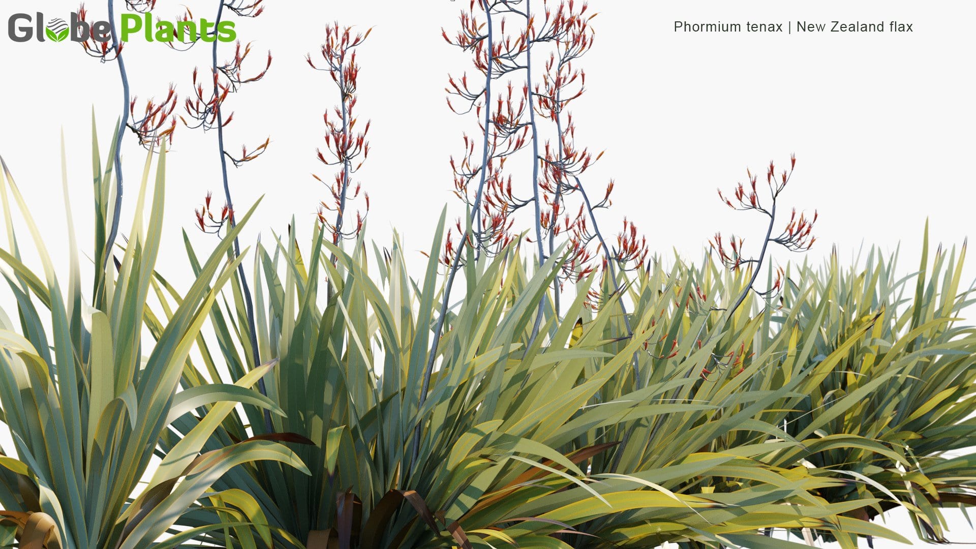 Phormium Tenax - New Zealand Flax, Harakeke (3D Model)