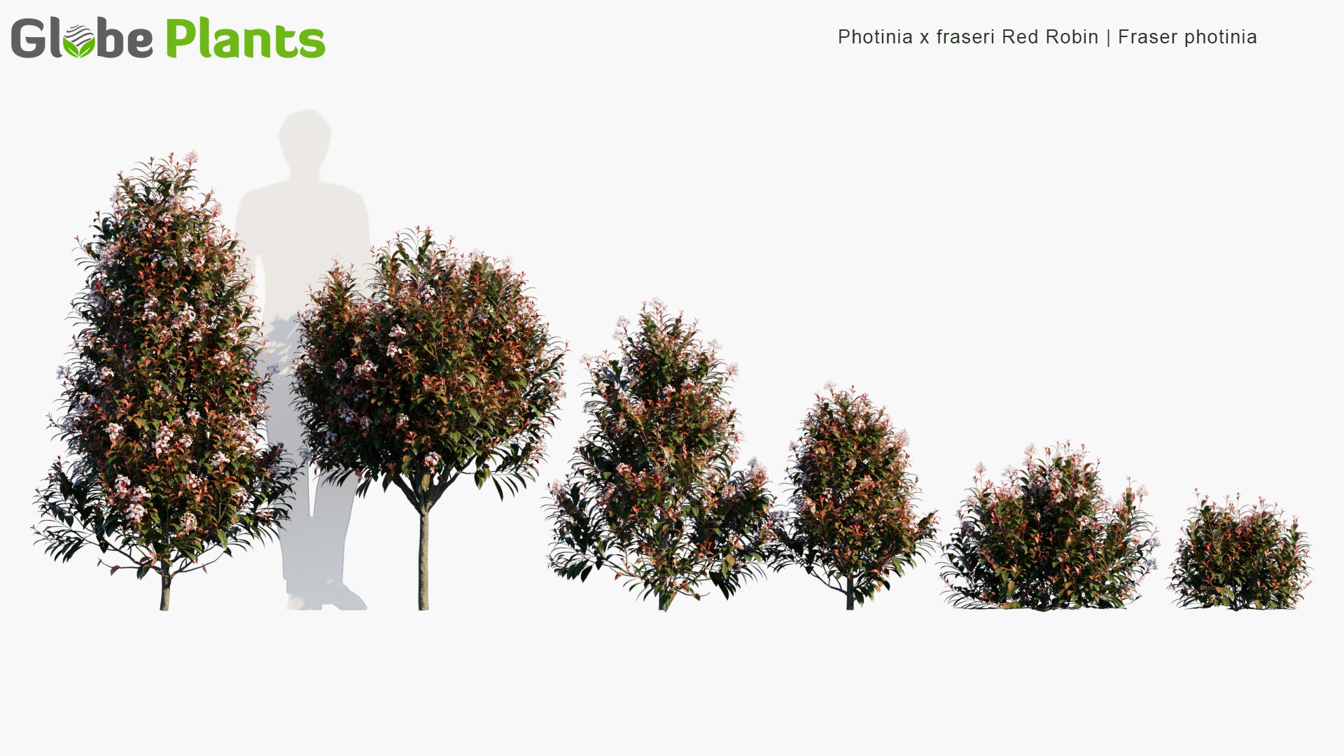 Photinia x Fraseri 'Red Robin' - Fraser Photinia (3D Model)