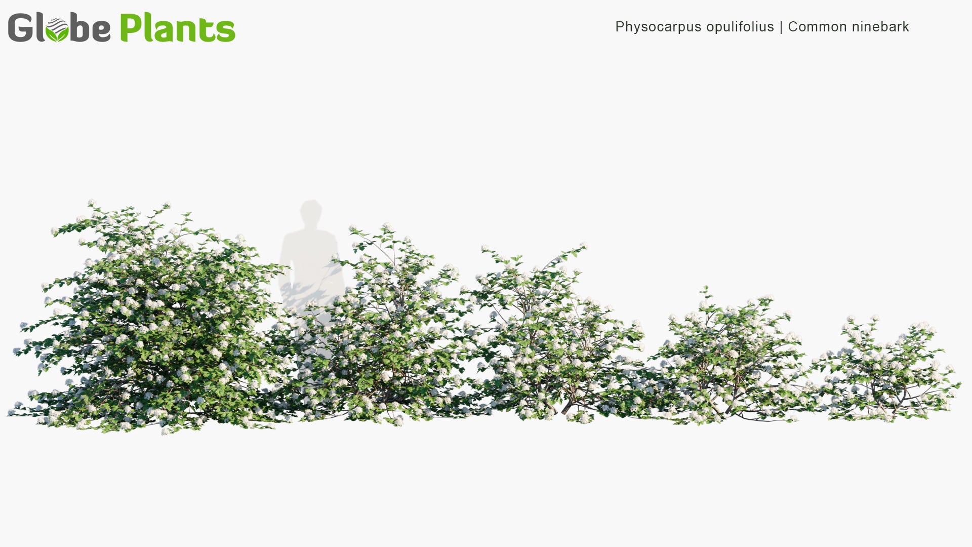 Physocarpus Opulifolius - Common Ninebark, Eastern Ninebark, Atlantic Ninebark, Ninebark
