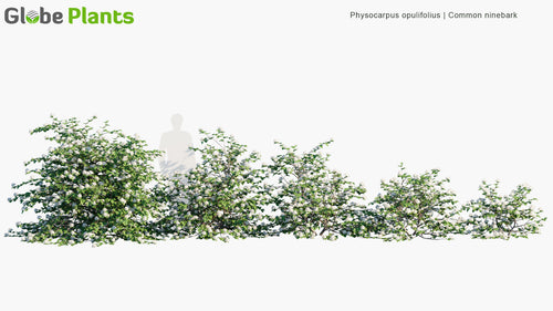 Physocarpus Opulifolius 