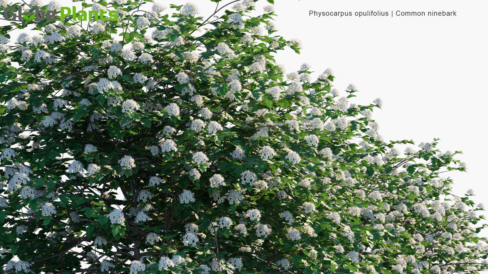 Physocarpus Opulifolius - Common Ninebark, Eastern Ninebark, Atlantic Ninebark, Ninebark