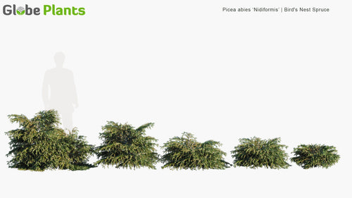 Picea Abies 'Nidiformis' 