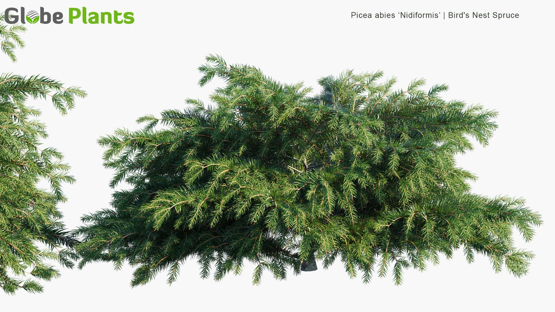 Picea Abies 'Nidiformis' - Bird's Nest Spruce (3D Model)
