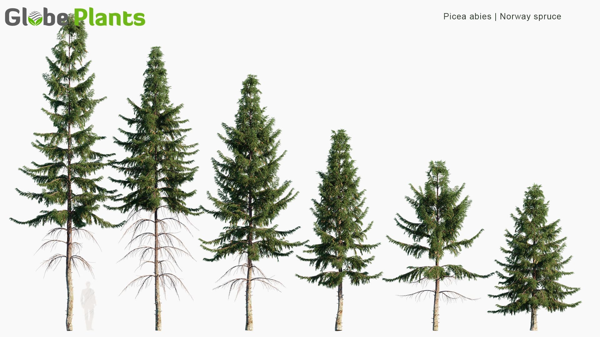 Picea Abies 3D Model