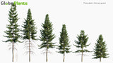 Load image into Gallery viewer, Picea Abies - Norway Spruce (3D Model)
