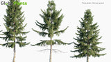 Load image into Gallery viewer, Picea Abies - Norway Spruce (3D Model)