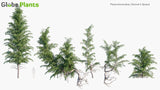 Load image into Gallery viewer, Picea Breweriana - Brewer Spruce, Brewer&#39;s Weeping Spruce, Weeping Spruce