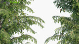 Load image into Gallery viewer, Picea Breweriana - Brewer Spruce, Brewer&#39;s Weeping Spruce, Weeping Spruce