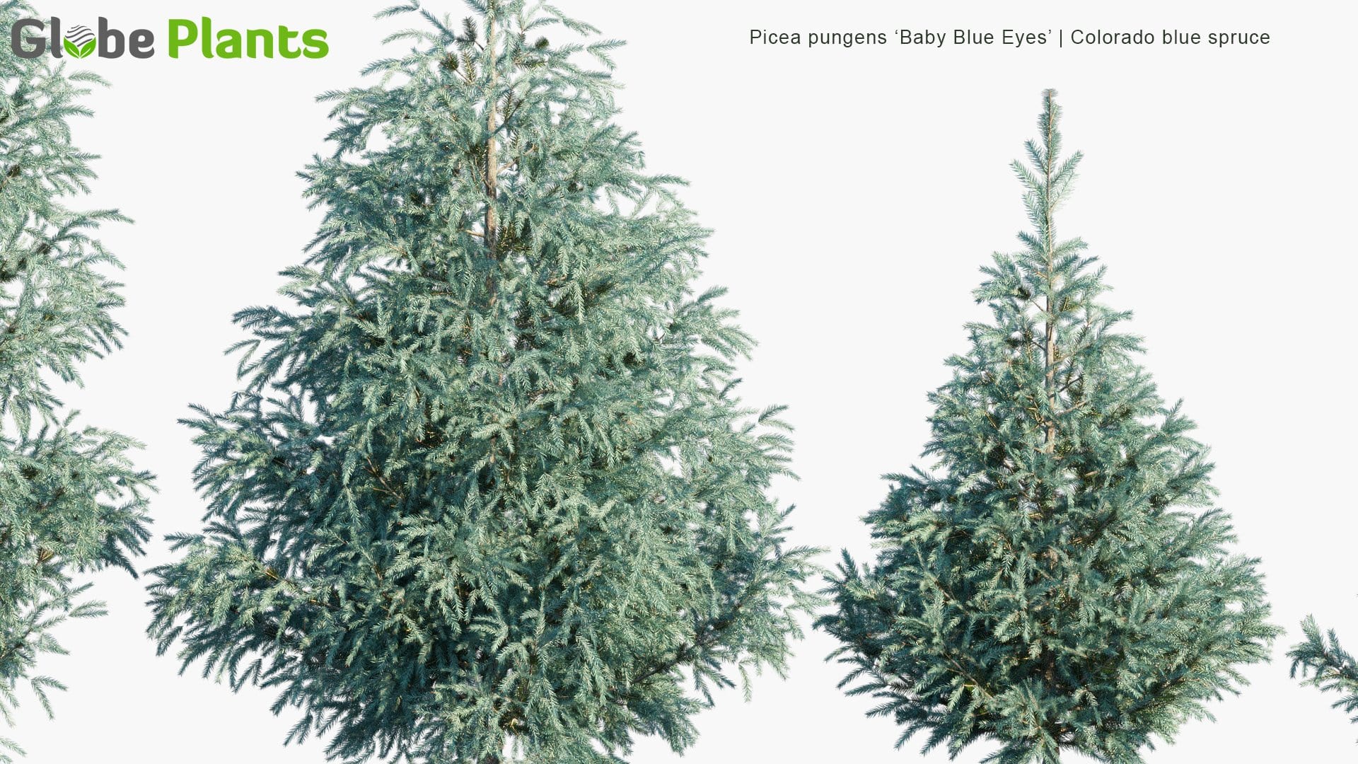 Picea Pungens 'Baby Blue Eyes' 3D Model