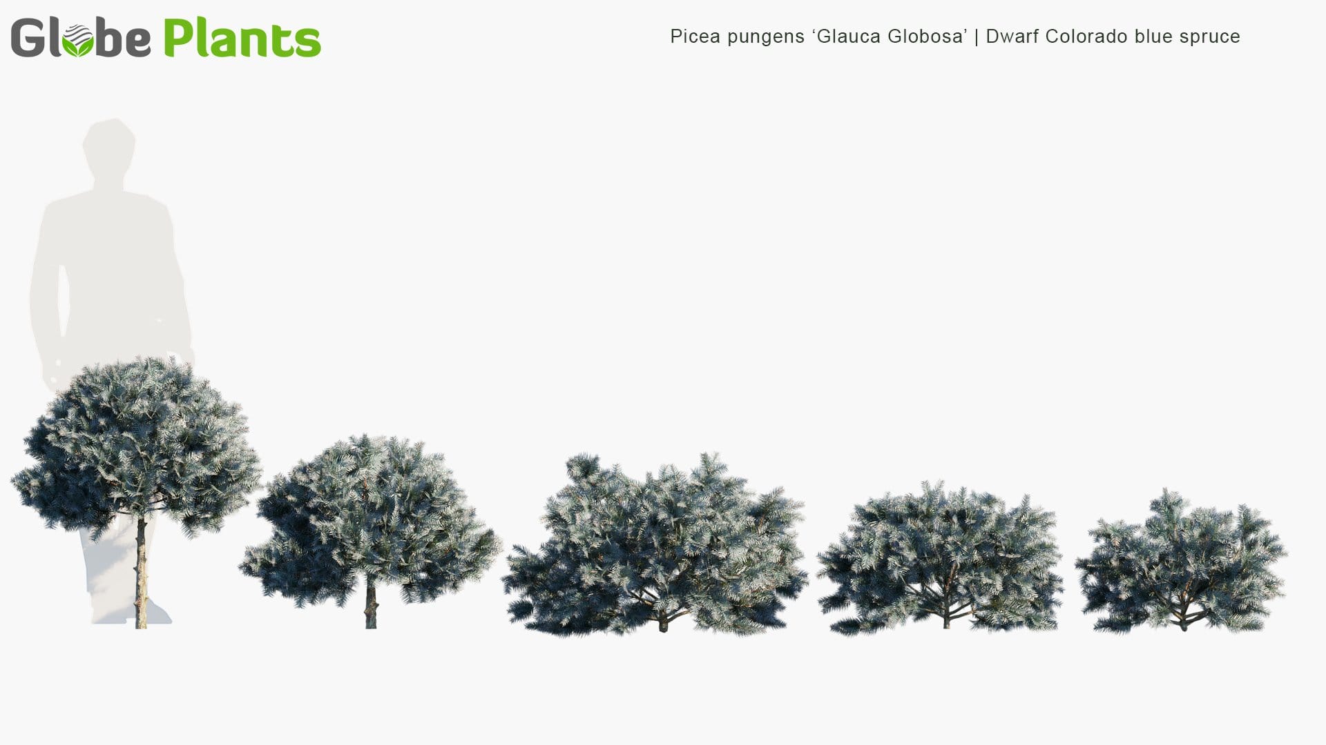 Picea Pungens 'Glauca Globosa' - Dwarf Colorado Blue Spruce (3D Model)