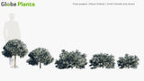 Load image into Gallery viewer, Picea Pungens &#39;Glauca Globosa&#39; - Dwarf Colorado Blue Spruce (3D Model)