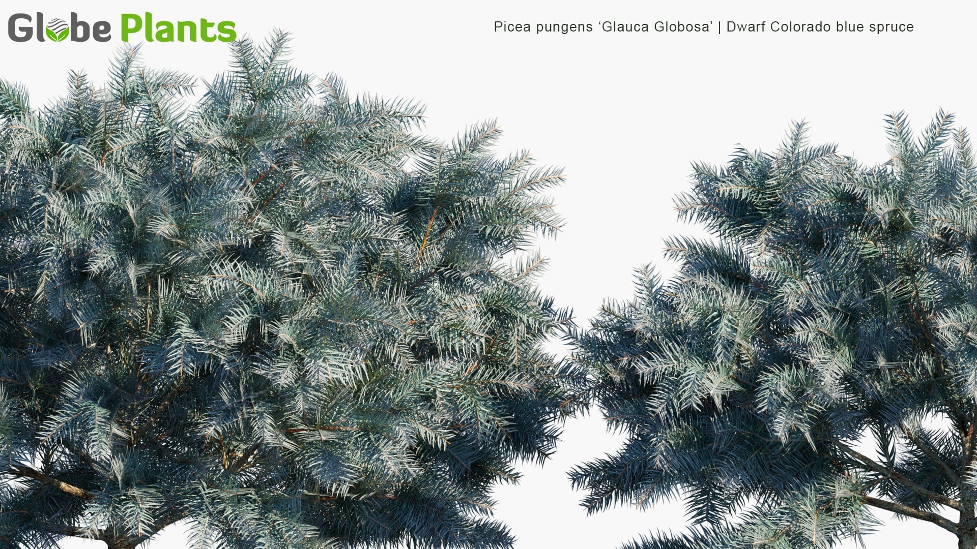 Picea Pungens 'Glauca Globosa' - Dwarf Colorado Blue Spruce (3D Model)