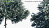 Load image into Gallery viewer, Picea Pungens &#39;Glauca Globosa&#39; - Dwarf Colorado Blue Spruce (3D Model)