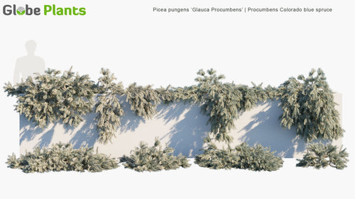 Picea Pungens 'Glauca Procumbens' 