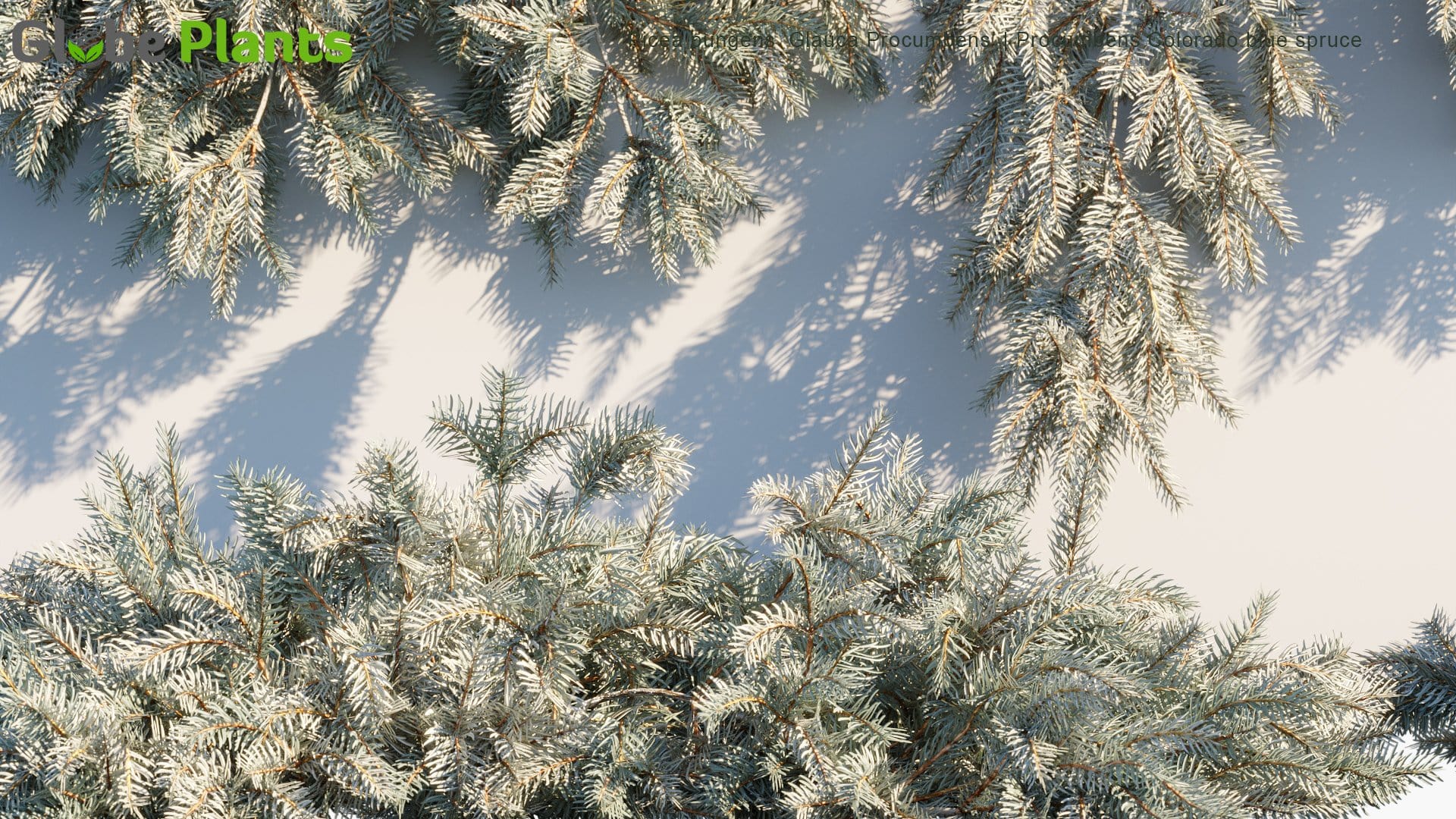 Picea Pungens 'Glauca Procumbens' - Procumbens Colorado Blue Spruce (3D Model)