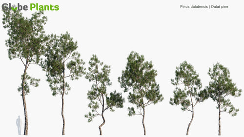 Pinus Dalatensis 