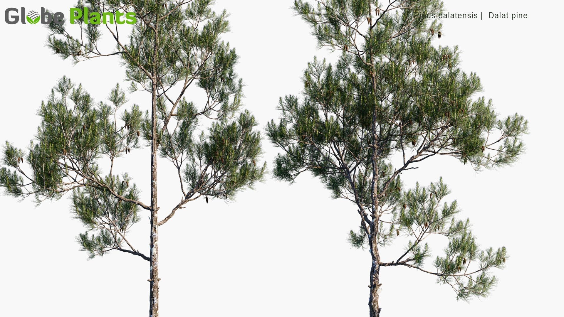 Pinus Dalatensis 3D Model