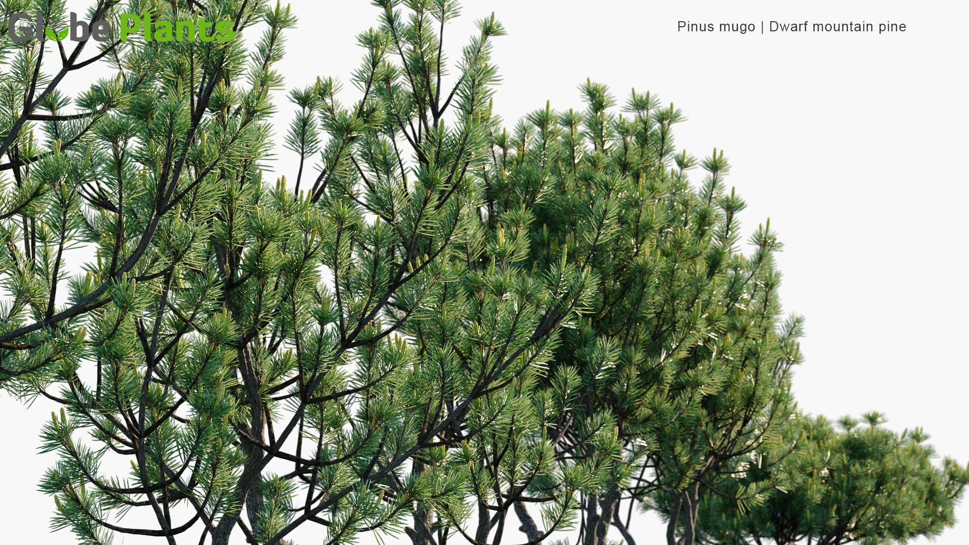 Pinus Mugo - Bog Pine, Creeping Pine, Dwarf Mountain Pine, Mugo Pine, Mountain Pine, Scrub Mountain Pine, Swiss Mountain Pine (3D Model)