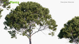 Load image into Gallery viewer, Pinus Pinea - Stone Pine, Italian Stone Pine, Umbrella Pine, Parasol Pine (3D Model)