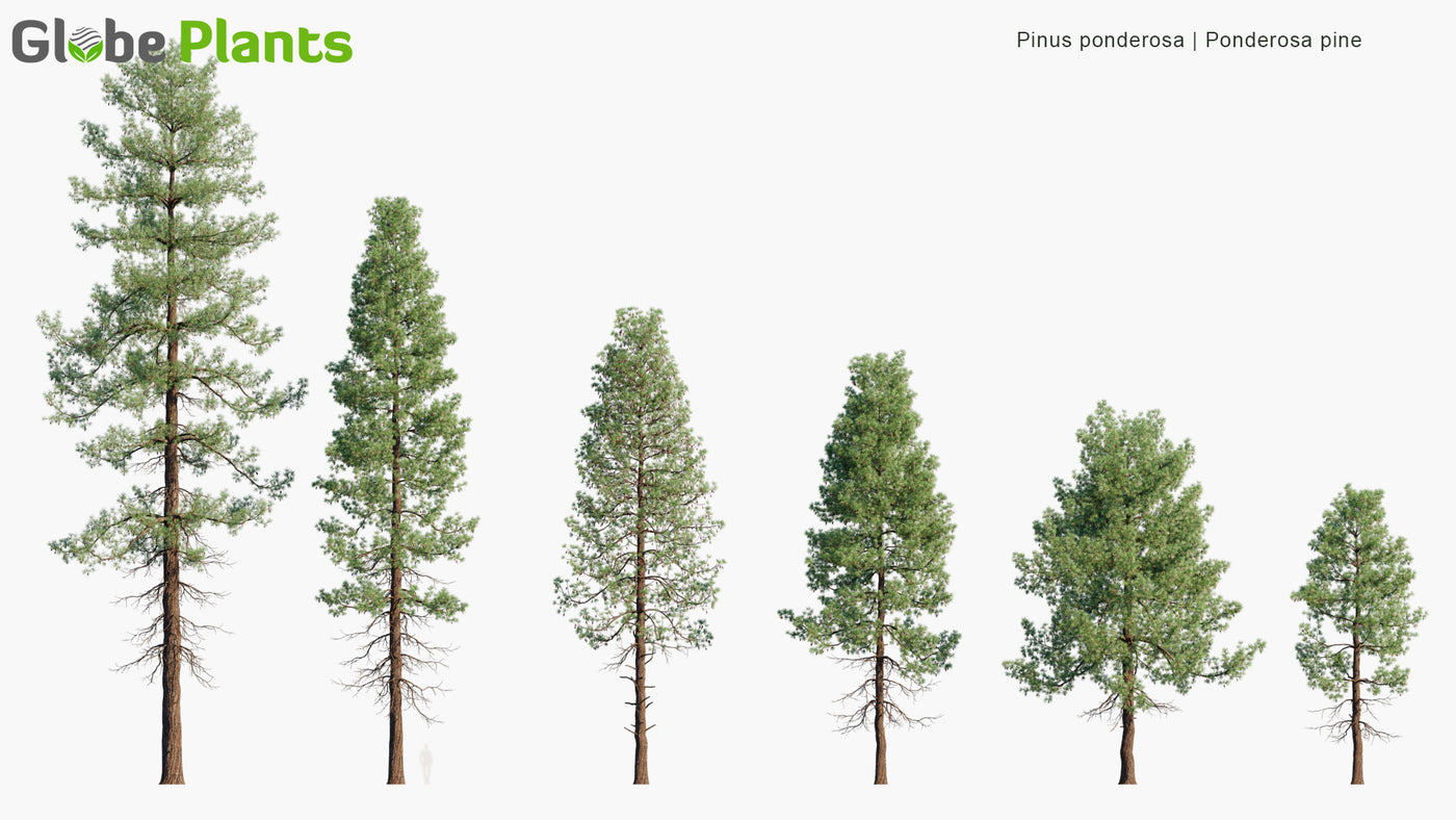 High Poly | Pinus Ponderosa (Ponderosa Pine) 3D Model - GlobePlants