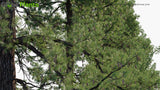 Load image into Gallery viewer, Pinus Ponderosa - Ponderosa Pine, Bull Pine, Blackjack Pine, Western Yellow-Pine, Filipinus Pine