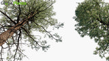 Load image into Gallery viewer, Pinus Ponderosa - Ponderosa Pine, Bull Pine, Blackjack Pine, Western Yellow-Pine, Filipinus Pine