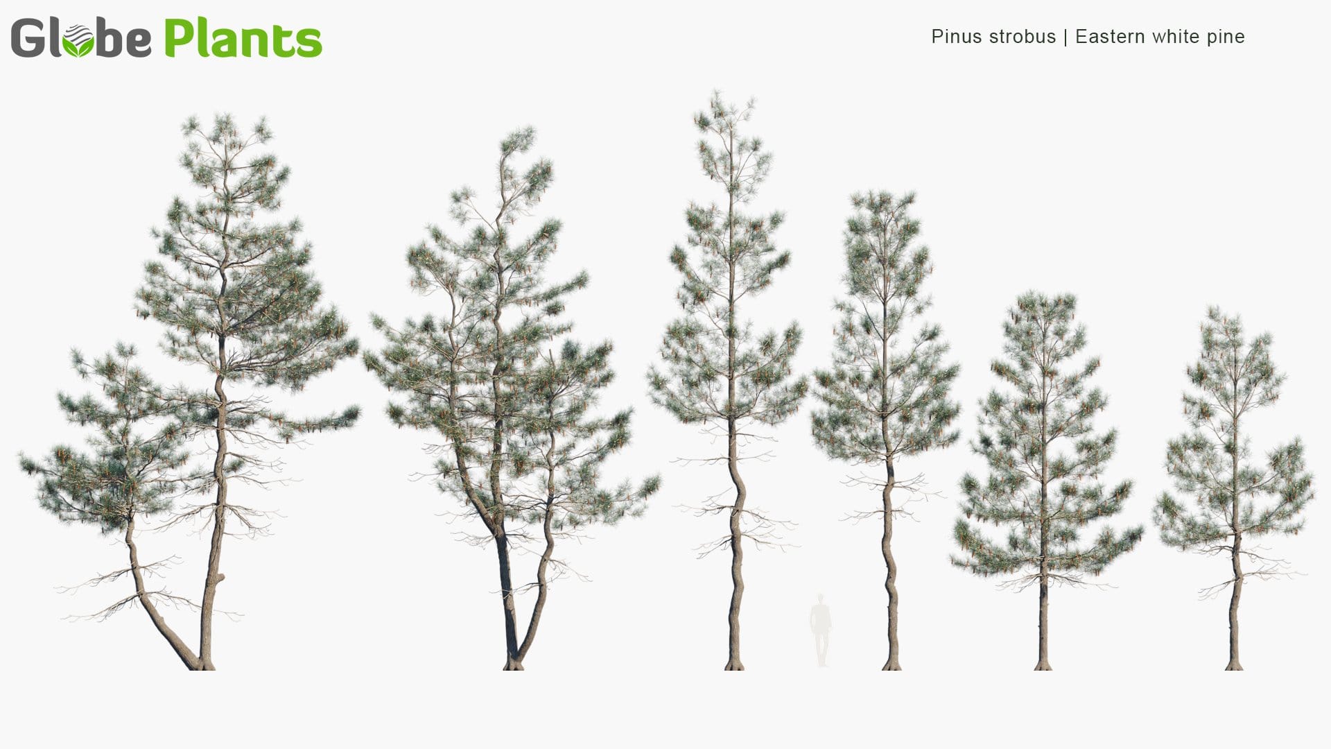 Pinus Strobus 3D Model