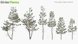 Load image into Gallery viewer, Pinus Strobus - Eastern White Pine (3D Model)