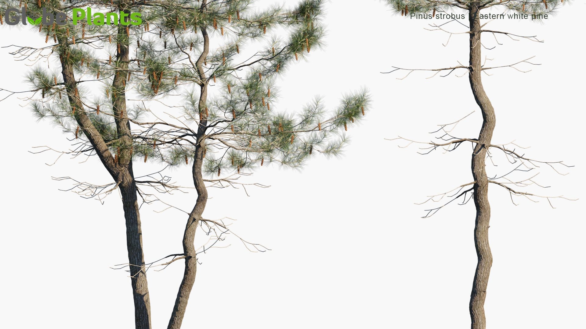 Pinus Strobus 3D Model