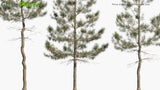 Load image into Gallery viewer, Pinus Strobus - Eastern White Pine (3D Model)