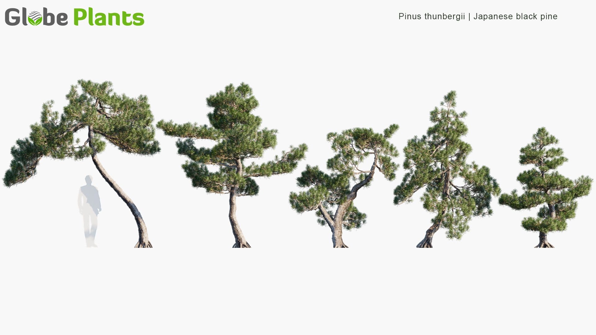 Pinus Thunbergii 3D Model