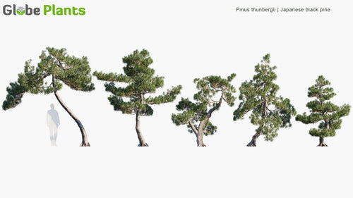 Pinus Thunbergii 