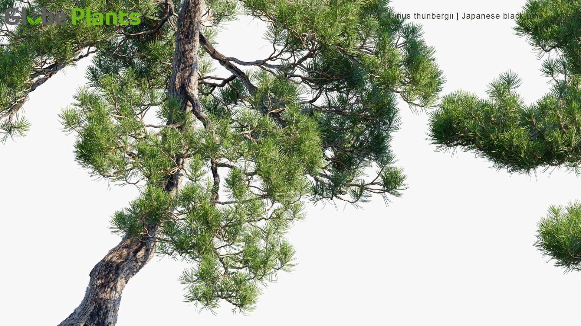 Pinus Thunbergii 3D Model