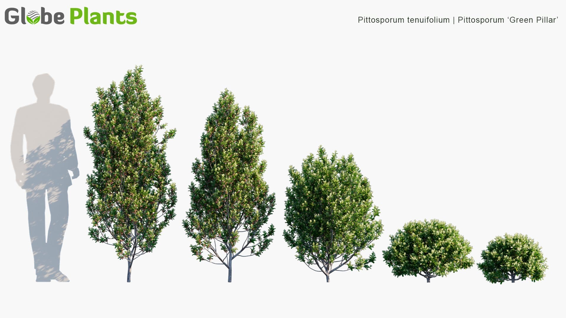 Pittosporum Tenuifolium - Pittosporum 'Green Pillar' (3D Model)